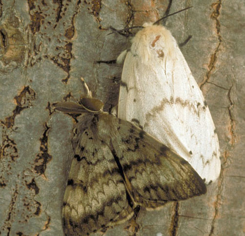 Male & female moths